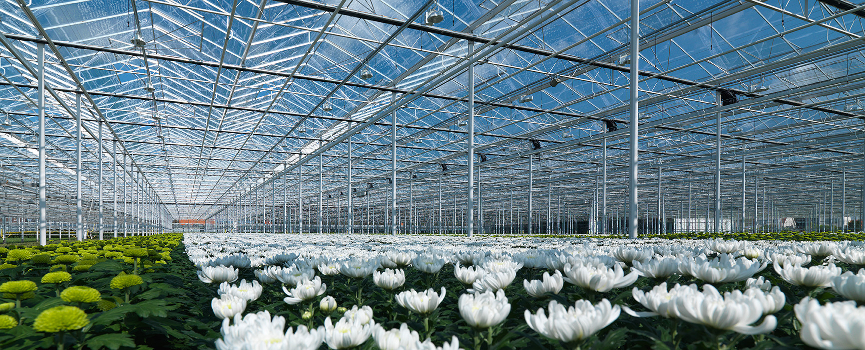 hortiglass-floatglass