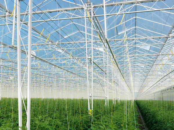 hortiglass diffuse