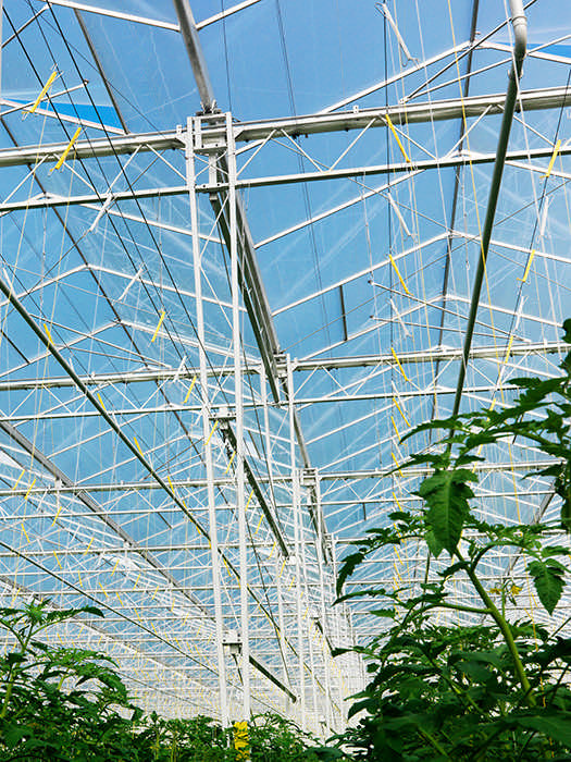 hortiglass diffuse