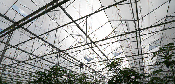 hortiglass diffuse